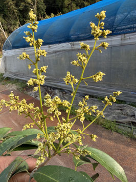 島津ライチ篤姫　結果樹取り木　花芽付(結実中）