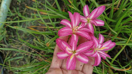 Zephyranthes: Double Flower: Double Fuscia