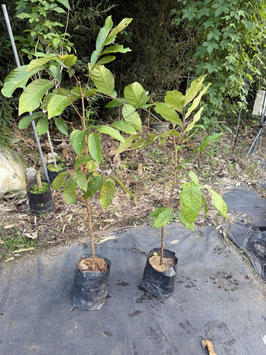 Rambutan　ランブータン実生苗