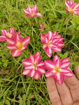 Zephyranthes: Double Flower:kanomchan