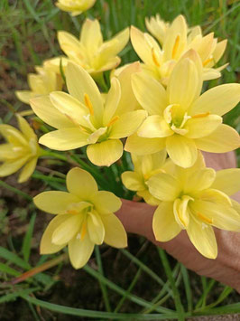 Zephyranthes: Double Flower:Thongmanee