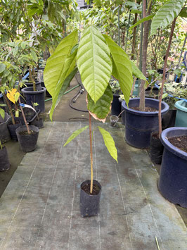 Awake Cacao FORASTERO
