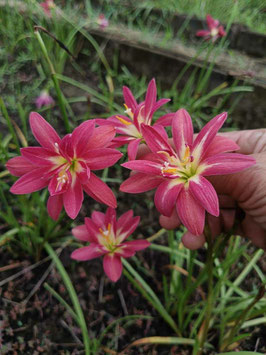 Zephyranthes: Double Flower:Red Eagle