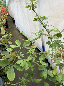 Manira Tamarindo マニラタマリンド　花芽付