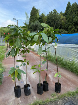 カカオ苗木トリニタリオ種、チュムポン