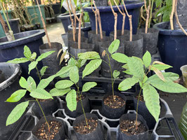 Golden Rambutan 　ゴールデン・ランブータン・発芽苗