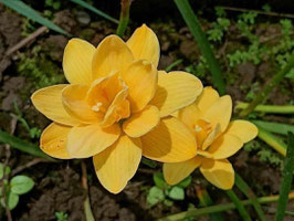 Zephyranthes: Double Flower:Golden Compass