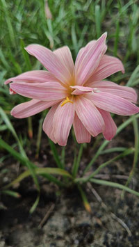 Zephyranthes: Double Flowe：Put Tan