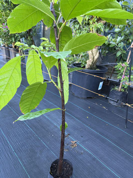 カカオ苗木トリニタリオ種、チュムポン取り木