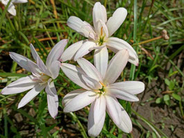 Zephyranthes: Double Flower:Himalayan