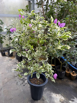 BougainVillea Grace Purple　　　グレースパープル