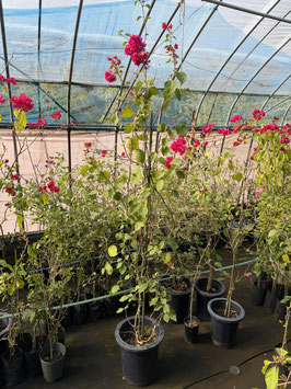 BougainVillea　Bangkok　バンコク