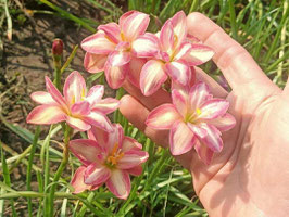 Zephyranthes: Double Flower:De Mei lotus