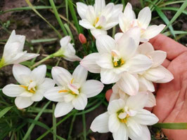 Zephyranthes: Double Flowe：White Plgeon