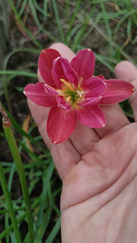 Zephyranthes: Double Flower:Sassi