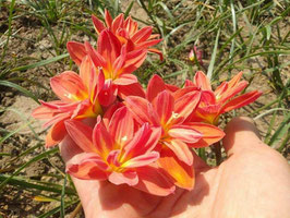Zephyranthes: Double Flower:Sudteerak