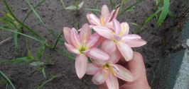 Zephyranthes: Double Flowe：Bunny Beep