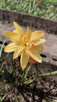 Zephyranthes: Double Flower:Neauthong