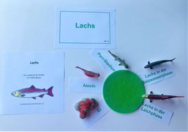 BM353: Lebenszyklus Lachs