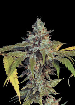 Amnesia  - Ganja Farmer Seedbank