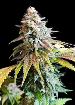 White Widow - Ganja Farmer Seedbank
