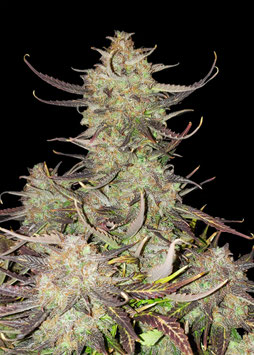 Apricot Gorilla Auto - Ganja Farmer Seedbank