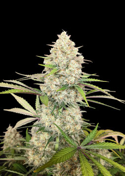 Skywalker OG Gelato Auto  - Ganja Farmer Seedbank