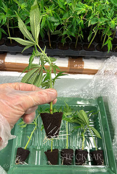 White Russian - Serios Seeds