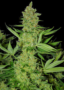 OG Kush - Fast Flower  - Ganja Farmer Seedbank