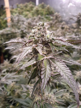 Strawberry-Line - Devils's Harvest