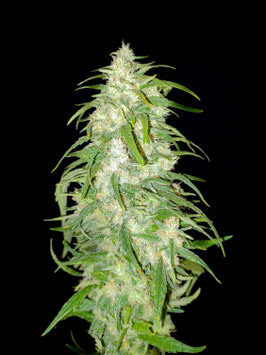 Lemonade Haze  - Ganja Farmer Seedbank
