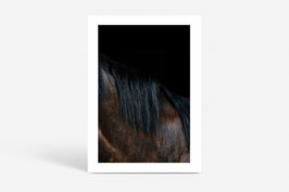 FINE PHOTO PRINT / THE HORSE #01