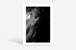 FINE PHOTO PRINT / THE HORSE #03