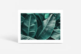 FINE PHOTO PRINT / THE PLANT #03
