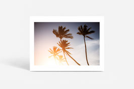 FINE PHOTO PRINT / THE PALMS