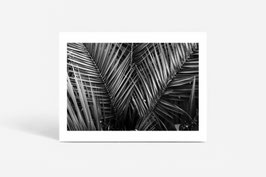FINE PHOTO PRINT / THE BLACK PLANT