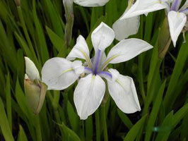 Weiße Sumpfschwertlilie - 5 Stück