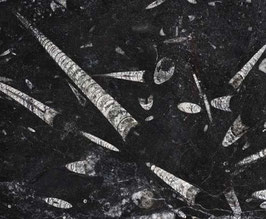 Marmor Treppe Fossil Black poliert gewendelt
