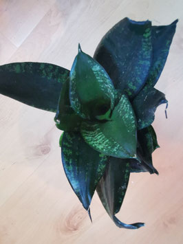 Sansevieria "Silver Flame"