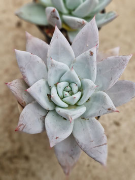 Echeveria colorata "Mexican Giant"