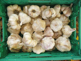 Knoblauch