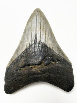 Megalodon-Zahn, 9.5 cm (mit Serration)
