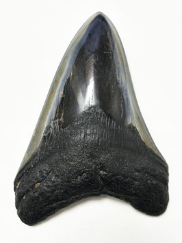Megalodon-Zahn, 10.0 cm (anpoliert)