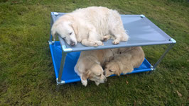 Lit  Superposé pour chien de taille Xsmall  680 mm  x 480 mm  H 450 mm ( hauteur modifiable)