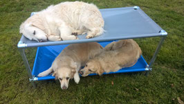 Lit  Superposé pour chien de taille Medium 1370 mm x 680 mm  H 540 mm ( hauteur modifiable)