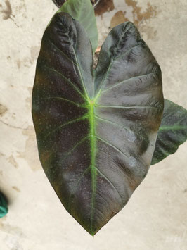 Colocasia esculenta "Aloha"