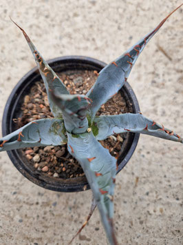 Agave parrasana minor