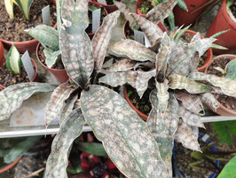 Sansevieria kirkii var. pulchra "Copperone"