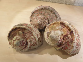Burgus Schneckenghäuse