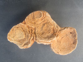 Stromatoliet